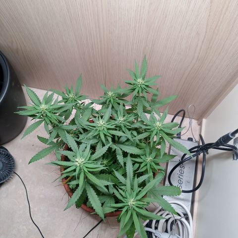 Unknown Mist #1 growlog timeline photo