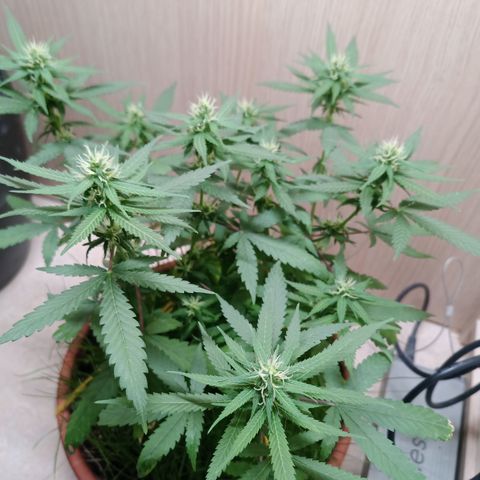 Unknown Mist #1 growlog timeline photo