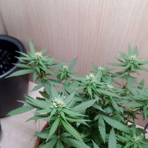 Unknown Mist #1 growlog timeline photo