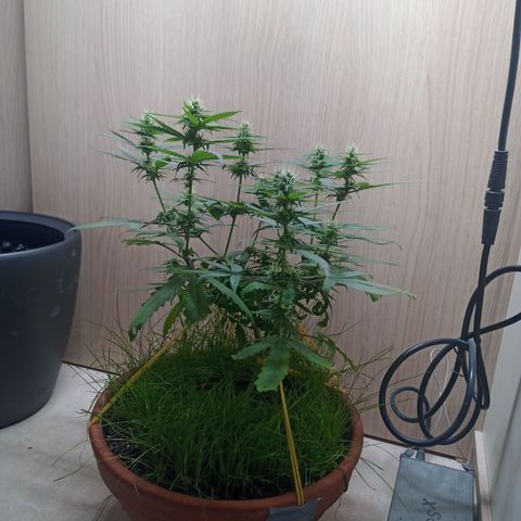 Unknown Mist #1 growlog timeline photo