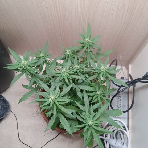 Unknown Mist #1 growlog timeline photo