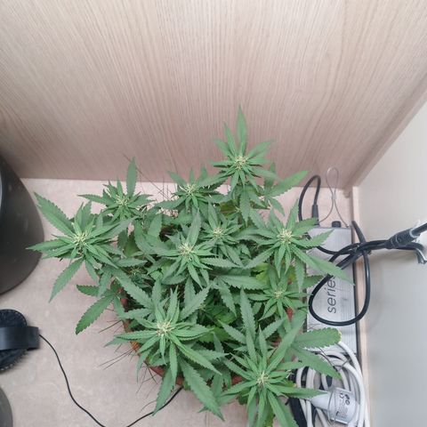 Unknown Mist #1 growlog timeline photo