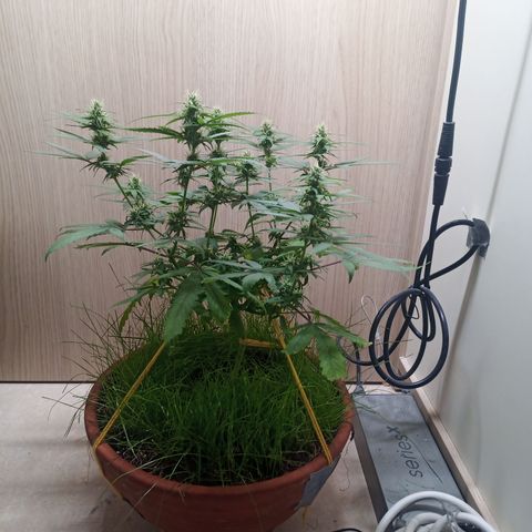 Unknown Mist #1 growlog timeline photo