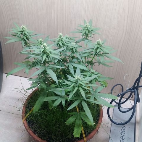 Unknown Mist #1 growlog timeline photo