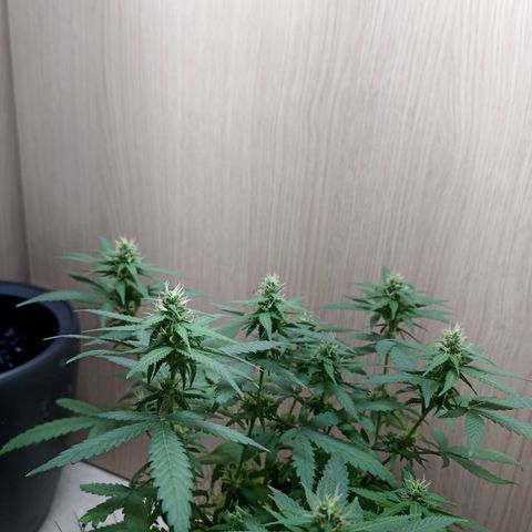 Unknown Mist #1 growlog timeline photo