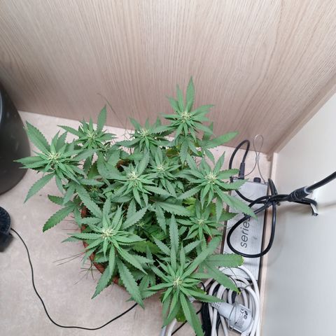 Unknown Mist #1 growlog timeline photo