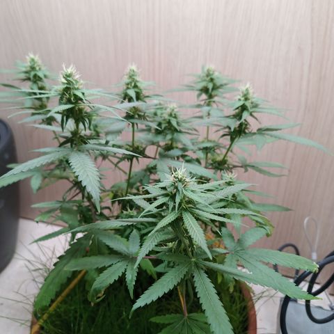 Unknown Mist #1 growlog timeline photo