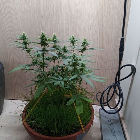 Unknown Mist #1 growlog timeline photo