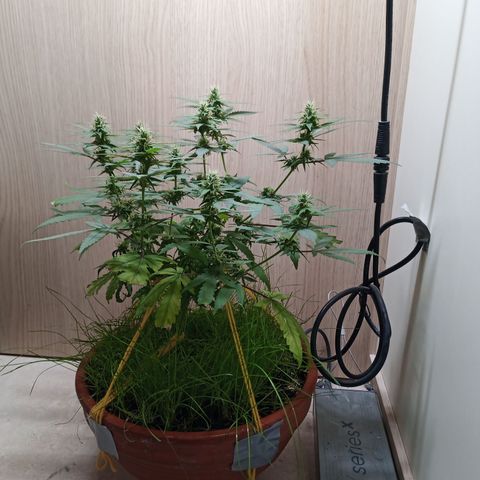 Unknown Mist #1 growlog timeline photo