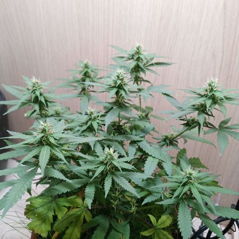 Unknown Mist #1 growlog timeline photo