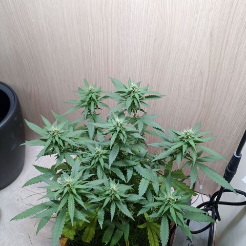 Unknown Mist #1 growlog timeline photo