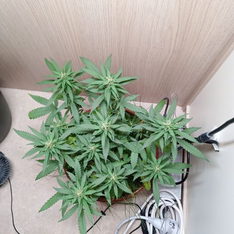 Unknown Mist #1 growlog timeline photo