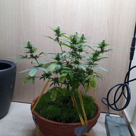 Unknown Mist #1 growlog timeline photo