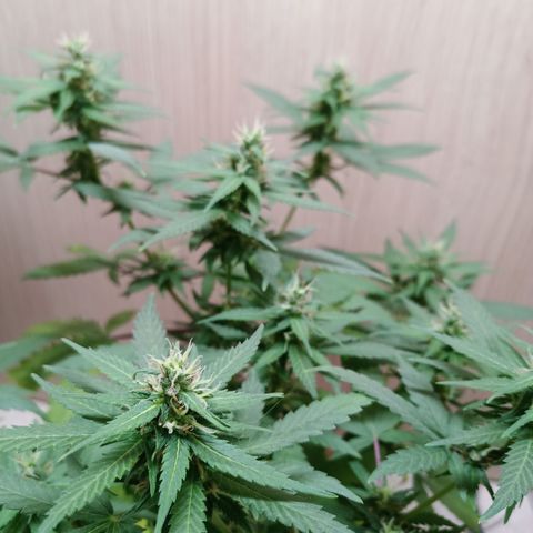 Unknown Mist #1 growlog timeline photo