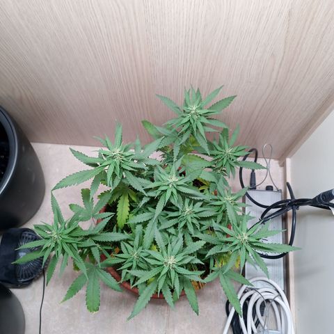 Unknown Mist #1 growlog timeline photo