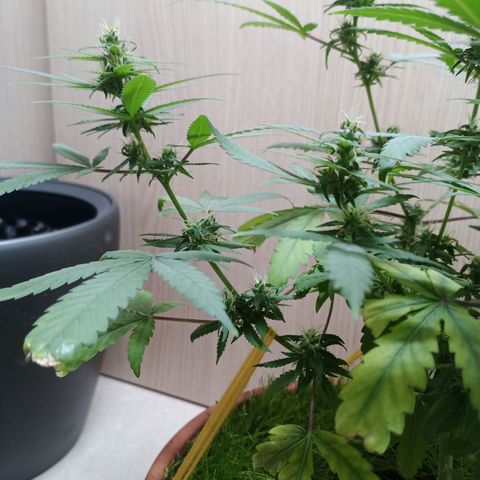 Unknown Mist #1 growlog photo: tiefer runtergebunder Ast 