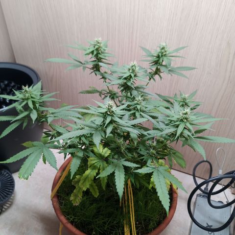 Unknown Mist #1 growlog timeline photo