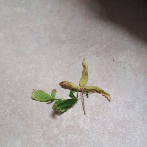 Unknown Mist #1 growlog photo: entlaubt 