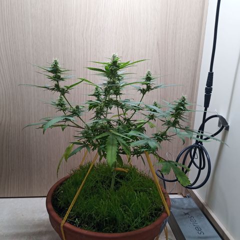 Unknown Mist #1 growlog timeline photo