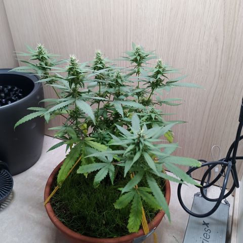 Unknown Mist #1 growlog timeline photo