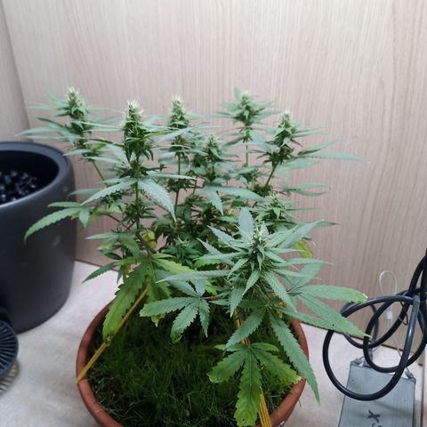 Unknown Mist #1 growlog timeline photo