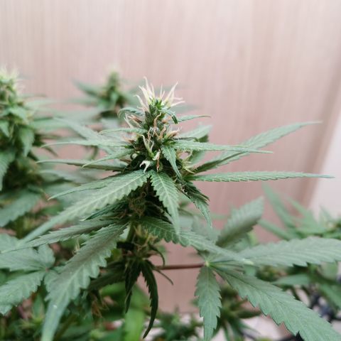 Unknown Mist #1 growlog timeline photo