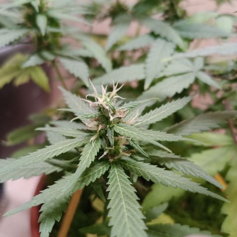 Unknown Mist #1 growlog timeline photo