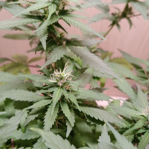 Unknown Mist #1 growlog timeline photo