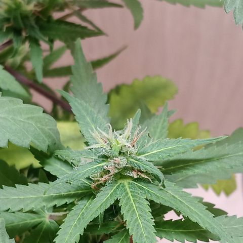 Unknown Mist #1 growlog timeline photo