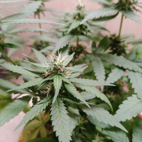 Unknown Mist #1 growlog timeline photo