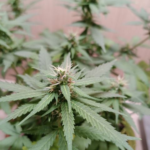 Unknown Mist #1 growlog timeline photo