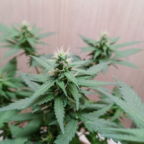Unknown Mist #1 growlog timeline photo
