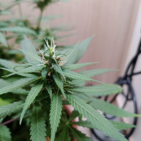 Unknown Mist #1 growlog timeline photo
