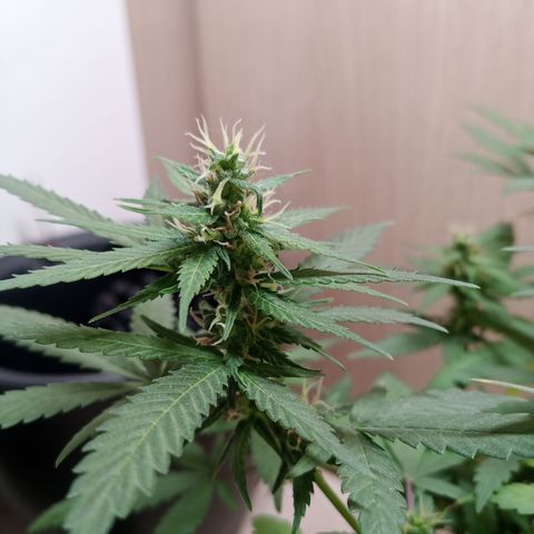 Unknown Mist #1 growlog timeline photo