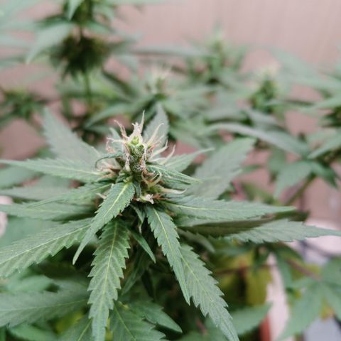 Unknown Mist #1 growlog timeline photo