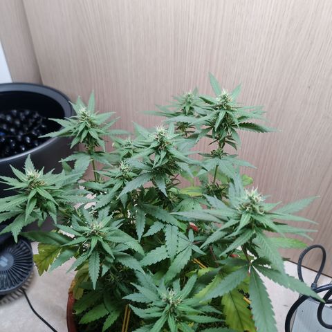 Unknown Mist #1 growlog timeline photo