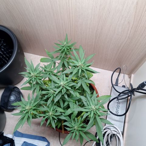 Unknown Mist #1 growlog timeline photo