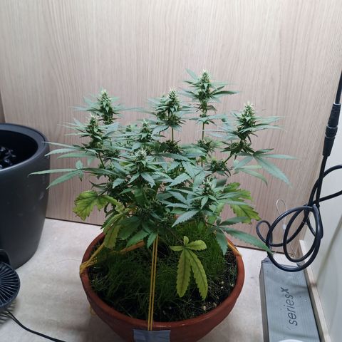 Unknown Mist #1 growlog timeline photo