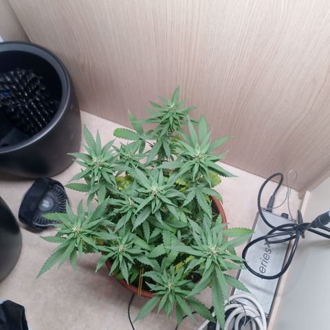 Unknown Mist #1 growlog timeline photo