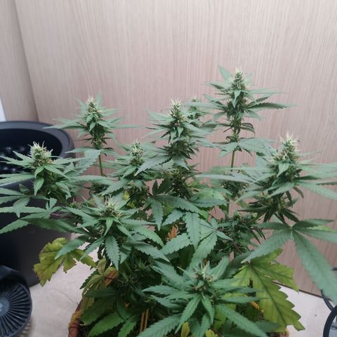 Unknown Mist #1 growlog timeline photo