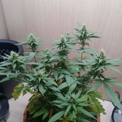 Unknown Mist #1 growlog timeline photo