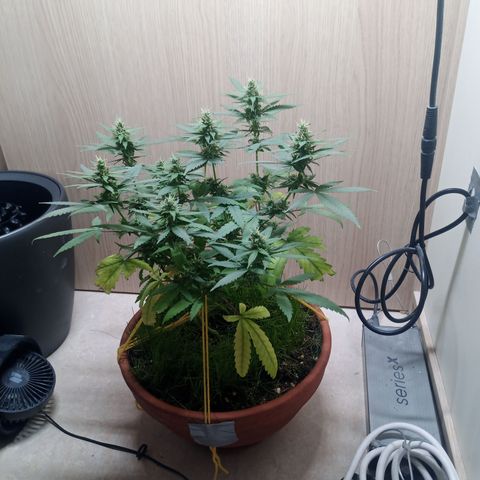 Unknown Mist #1 growlog timeline photo