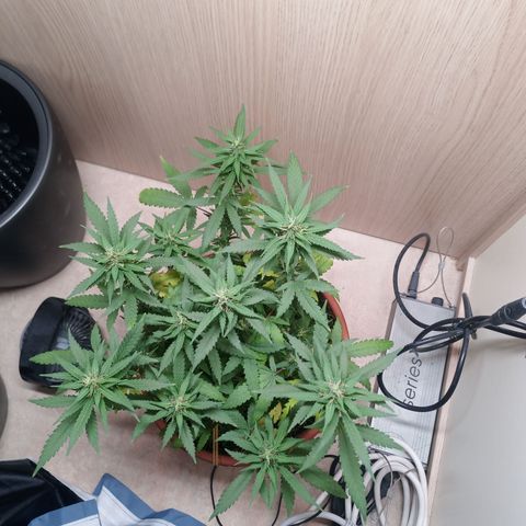 Unknown Mist #1 growlog timeline photo