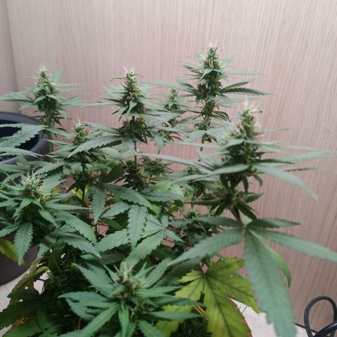 Unknown Mist #1 growlog timeline photo