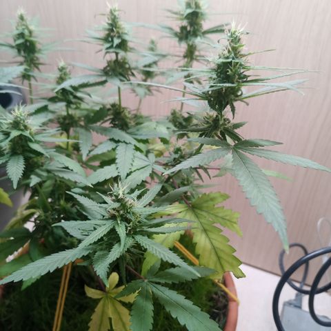 Unknown Mist #1 growlog timeline photo