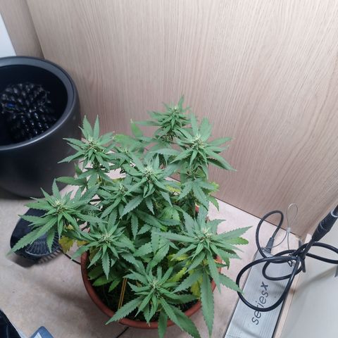 Unknown Mist #1 growlog timeline photo