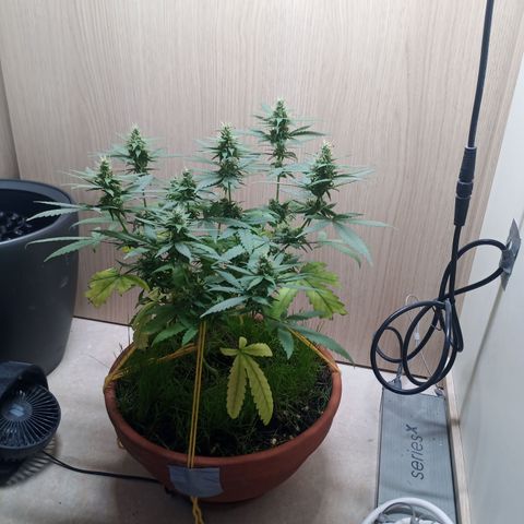 Unknown Mist #1 growlog timeline photo