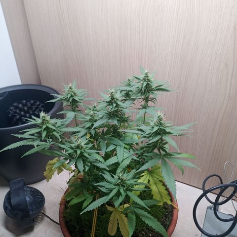 Unknown Mist #1 growlog timeline photo