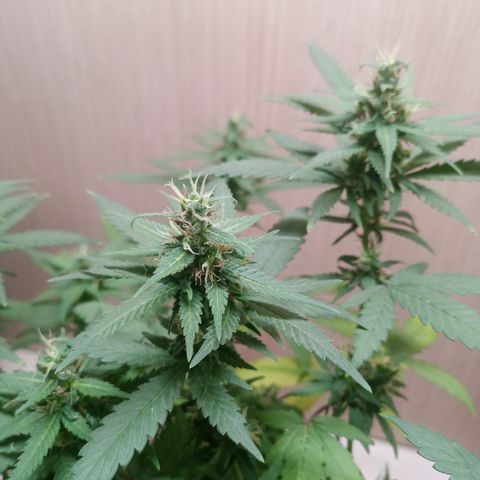 Unknown Mist #1 growlog timeline photo