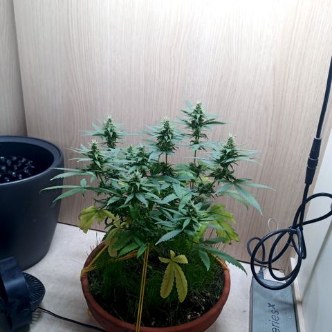 Unknown Mist #1 growlog timeline photo